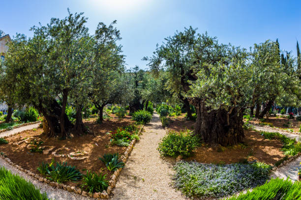 istock Millennial olives grow on red-orange sandstone 1142812080