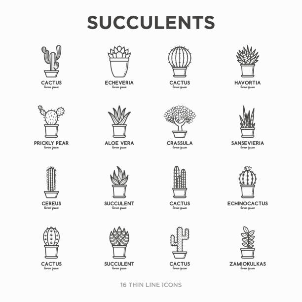 Set of cactus and succulents in pots. Thin line icons. Modern vector illustration of plants for house decoration. Set of cactus and succulents in pots. Thin line icons. Modern vector illustration of plants for house decoration. crassula stock illustrations