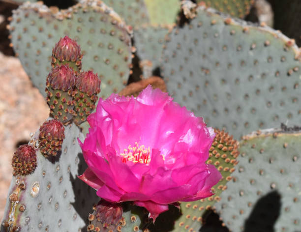 istock Hot Pink Beaver Tail Cactus Flower 1142813541