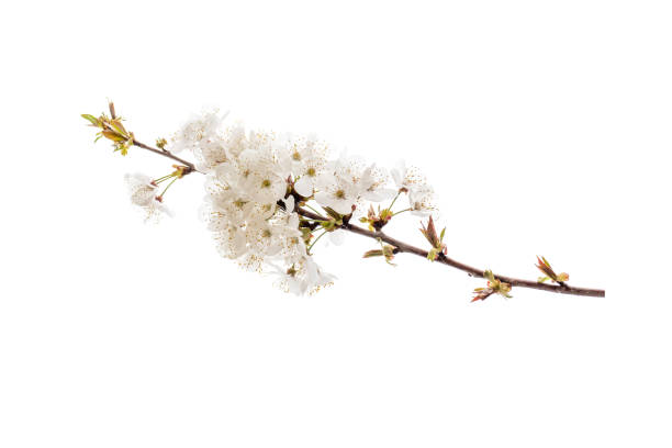 istock Cherry tree spring branch with white flowers isolated 1142814107