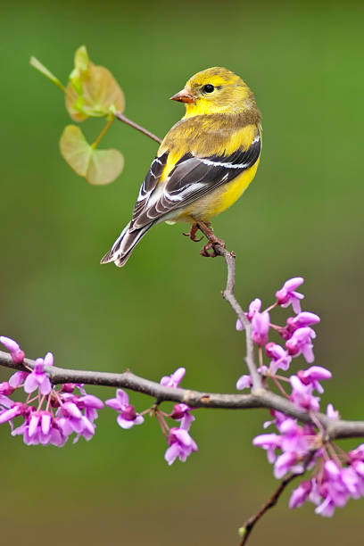 istock American Goldfinch on Redbud 114281426