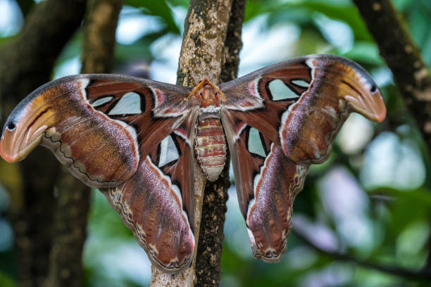 Attacus Atlas moths are one of the largest lepidopterans in the world Atlas moth, Attacus atlas, these are the largest moths in the world with a wingspan from 10-12 inches, native to Southeast Asia lepidopterans stock pictures, royalty-free photos & images