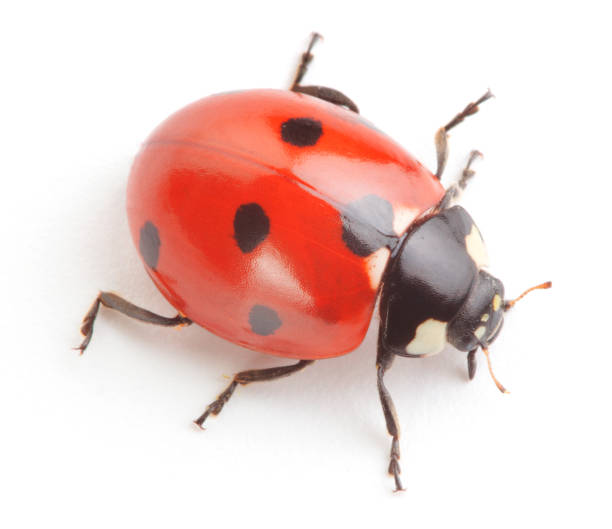 Seven-spot ladybird Seven-spot ladybird on white background seven spot ladybird stock pictures, royalty-free photos & images