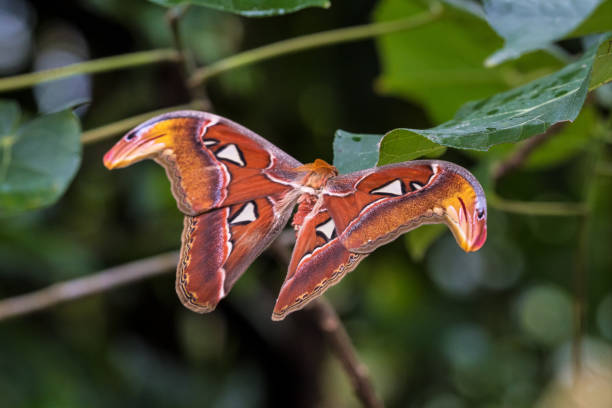 Attacus Atlas moths are one of the largest lepidopterans in the world Atlas moth, Attacus atlas, these are the largest moths in the world with a wingspan from 10-12 inches, native to Southeast Asia lepidopterans stock pictures, royalty-free photos & images