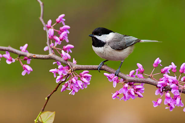 negro, tapa carbonero en redbud - pájaro cantor fotografías e imágenes de stock