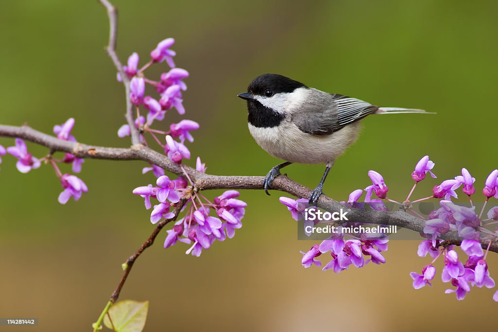 Black-capped Chickadee on Redbud Black-capped Chickadee (Poecile atricapillus) perching on a Redbud Tree Bird Stock Photo