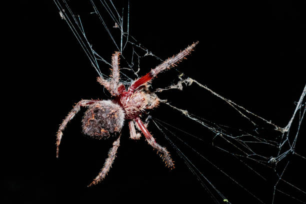 istock Female Orb Weaver spider preparing a catch 1142814488