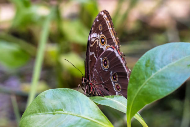istock Blue morpho butterfly or the emperor, morpho peleides resting on a flower 1142815522