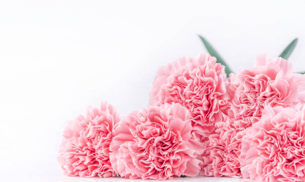 istock Top view front, copy space, close up, mock up, clipping path. Mothers day concept design. Beautiful fresh blooming baby pink color carnations isolated on bright white background. 1142815696