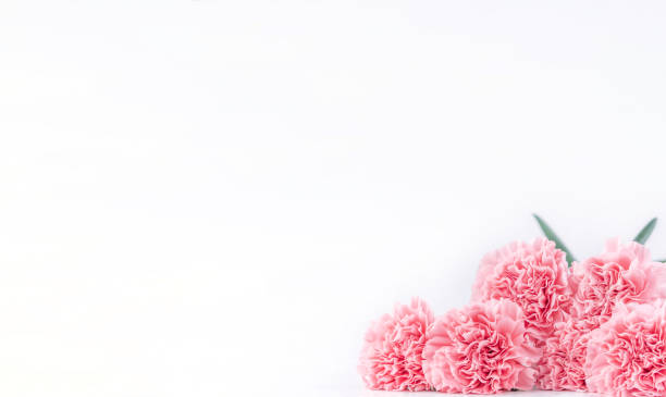 istock Top view front, copy space, close up, mock up, clipping path. Mothers day concept design. Beautiful fresh blooming baby pink color carnations isolated on bright white background. 1142815730