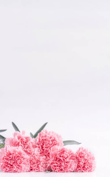istock Top view front, copy space, close up, mock up, clipping path. Mothers day concept design. Beautiful fresh blooming baby pink color carnations isolated on bright white background. 1142815756
