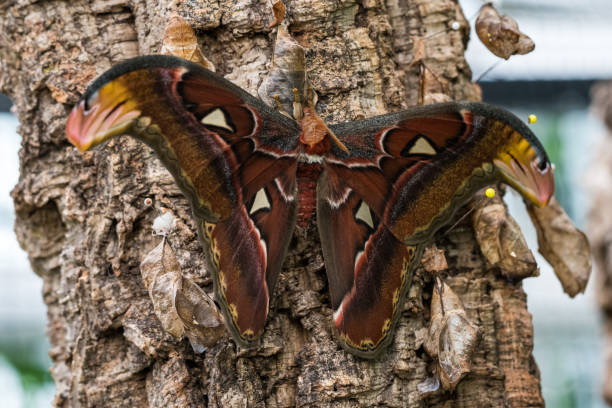 Attacus Atlas moths are one of the largest lepidopterans in the world Atlas moth, Attacus atlas, these are the largest moths in the world with a wingspan from 10-12 inches, native to Southeast Asia lepidopterans stock pictures, royalty-free photos & images