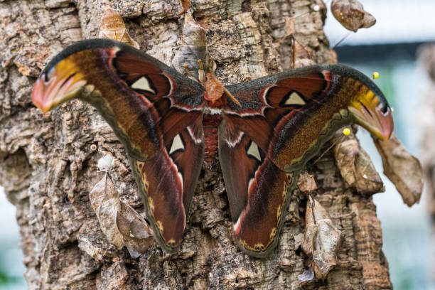 Attacus Atlas moths are one of the largest lepidopterans in the world Atlas moth, Attacus atlas, these are the largest moths in the world with a wingspan from 10-12 inches, native to Southeast Asia lepidopterans stock pictures, royalty-free photos & images