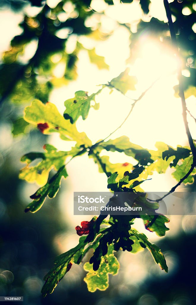 Blätter im Sonnenlicht - Lizenzfrei Abenddämmerung Stock-Foto