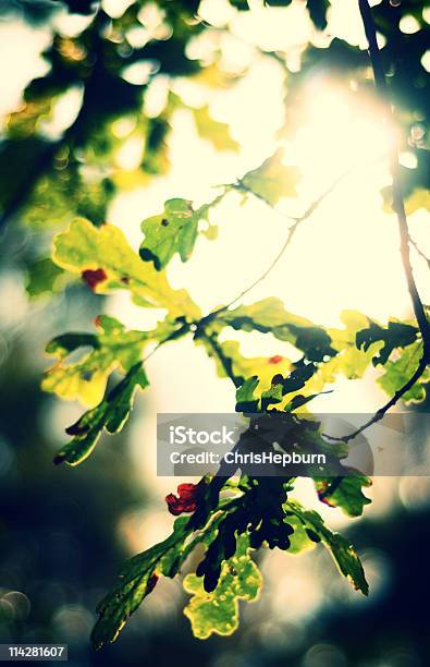 Blätter Im Sonnenlicht Stockfoto und mehr Bilder von Abenddämmerung - Abenddämmerung, Ast - Pflanzenbestandteil, Blatt - Pflanzenbestandteile