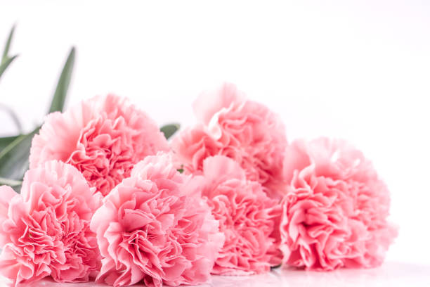 top view front, copy space, close up, mock up, clipping path. mothers day concept design. beautiful fresh blooming baby pink color carnations isolated on bright white background. - caryophyllaceae imagens e fotografias de stock