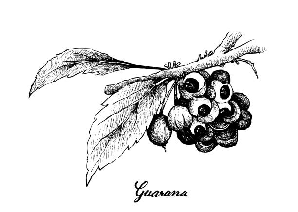 Hand Drawn of Guarana or Paullinia Cupana Fruits vector art illustration