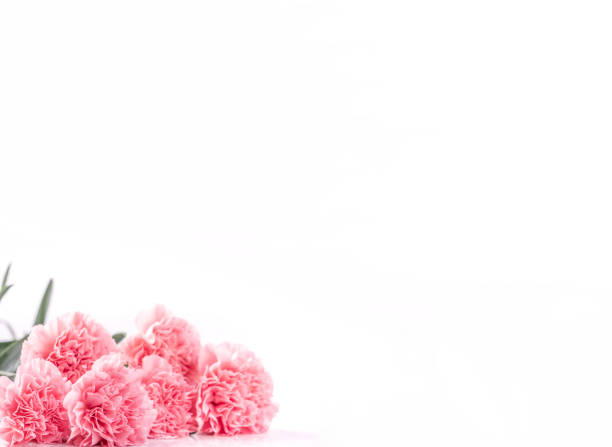 istock Top view front, copy space, close up, mock up, clipping path. Mothers day concept design. Beautiful fresh blooming baby pink color carnations isolated on bright white background. 1142816203