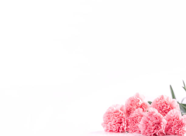 istock Top view front, copy space, close up, mock up, clipping path. Mothers day concept design. Beautiful fresh blooming baby pink color carnations isolated on bright white background. 1142816221