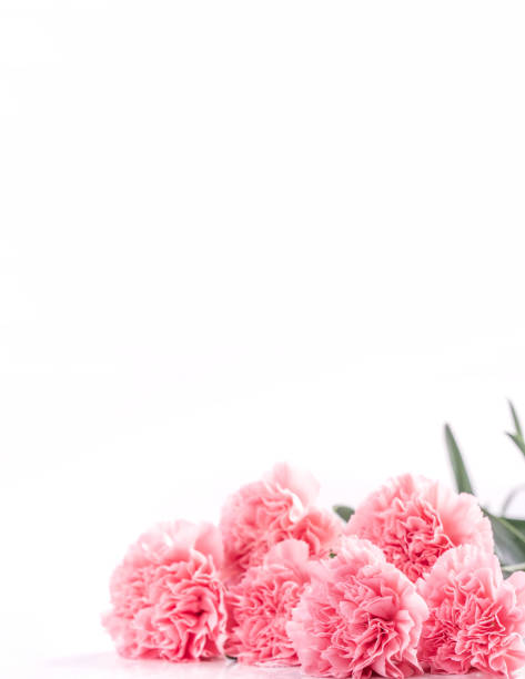 istock Top view front, copy space, close up, mock up, clipping path. Mothers day concept design. Beautiful fresh blooming baby pink color carnations isolated on bright white background. 1142816749