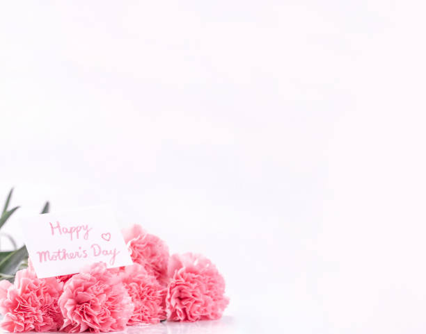 istock Top view front, copy space, close up, mock up, clipping path. Mothers day concept design. Beautiful fresh blooming baby pink color carnations isolated on bright white background. 1142816833