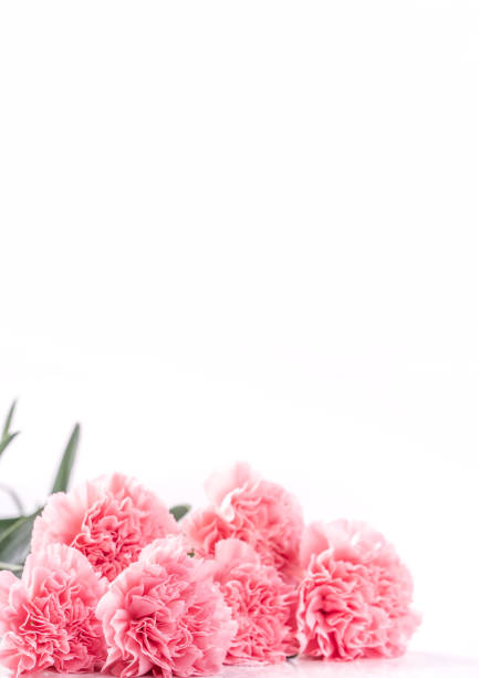 istock Top view front, copy space, close up, mock up, clipping path. Mothers day concept design. Beautiful fresh blooming baby pink color carnations isolated on bright white background. 1142816906