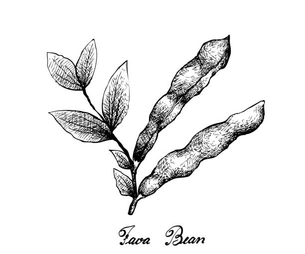 신선한 녹색 fava 콩의 손으로 그린 - fava bean bean seed stock illustrations