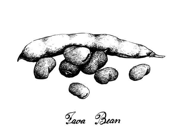 illustrations, cliparts, dessins animés et icônes de dessiné à la main de haricot vert frais de fava - fava bean bean seed