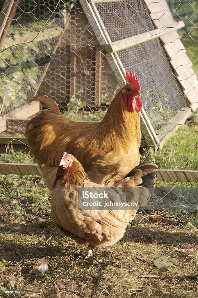 オスのひな鳥&ヘンます。 - オスのひな鳥のロイヤリティフリーストックフォト