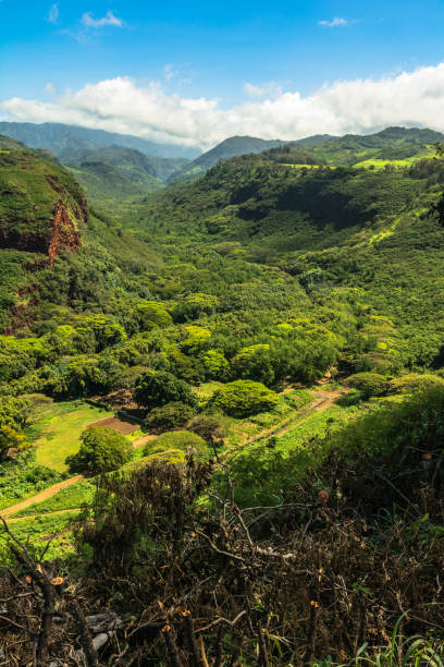 istock Hanapepe Valley Overlook, Kauai, Hawaii 1142817094