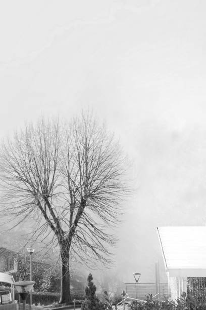 istock foggy weather with a bare tree in first place 1142817202