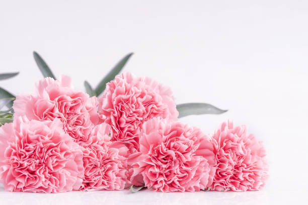 istock Top view front, copy space, close up, mock up, clipping path. Mothers day concept design. Beautiful fresh blooming baby pink color carnations isolated on bright white background. 1142817274