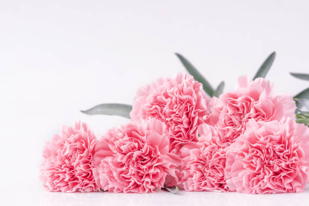 istock Top view front, copy space, close up, mock up, clipping path. Mothers day concept design. Beautiful fresh blooming baby pink color carnations isolated on bright white background. 1142817283