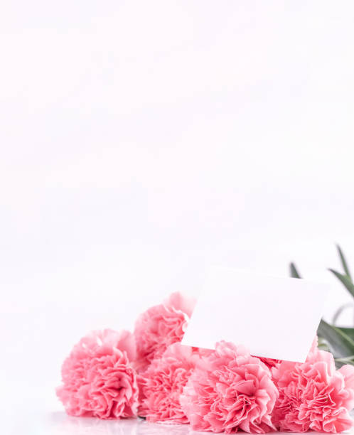 istock Top view front, copy space, close up, mock up, clipping path. Mothers day concept design. Beautiful fresh blooming baby pink color carnations isolated on bright white background. 1142817469