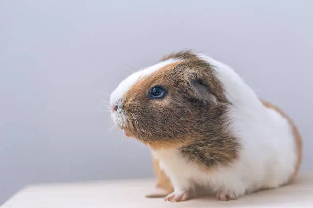 Guinea pig, portrait of a domestic cavy on a gray background.