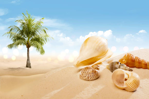 istock View of sandy beach with shells and palm tree 1142818938