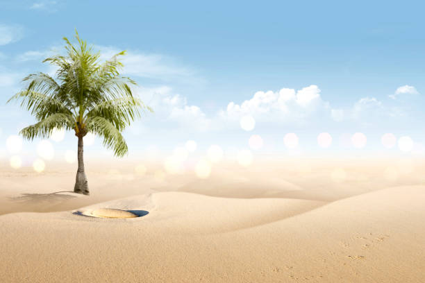 istock View of sandy beach with shells and palm tree 1142819577