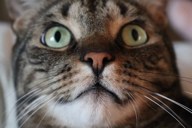 istock Extreme close up of cat looking away 1142819702