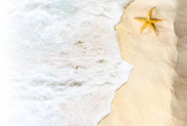 istock Top view of shells on the sandy beach with wave 1142819901