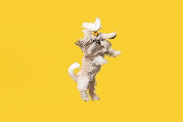 Photo of Cute shih tzu is sitting on the yellow background. Shih Tzu the Chrysanthemum Dog