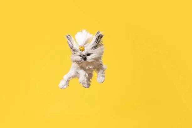 Photo of Cute shih tzu is sitting on the yellow background. Shih Tzu the Chrysanthemum Dog