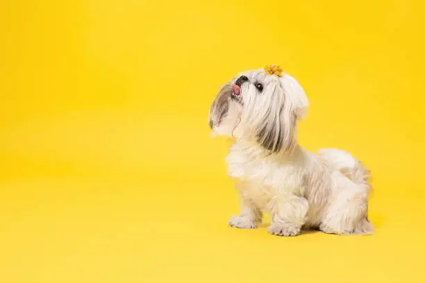 Photo of Cute shih tzu is sitting on the yellow background. Shih Tzu the Chrysanthemum Dog