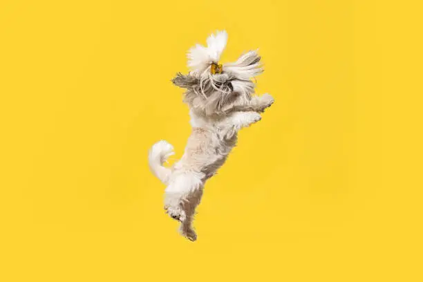 Photo of Cute shih tzu is sitting on the yellow background. Shih Tzu the Chrysanthemum Dog