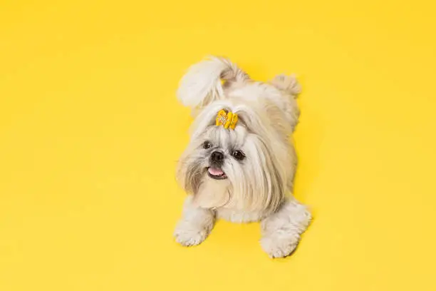 Photo of Cute shih tzu is sitting on the yellow background. Shih Tzu the Chrysanthemum Dog
