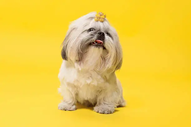 Photo of Cute shih tzu is sitting on the yellow background. Shih Tzu the Chrysanthemum Dog