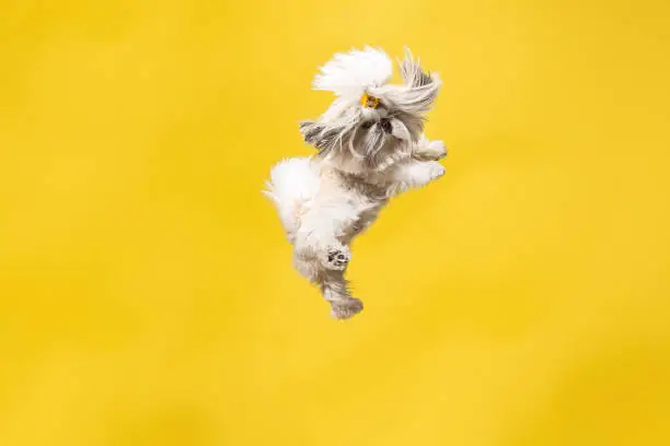 Photo of Cute shih tzu is sitting on the yellow background. Shih Tzu the Chrysanthemum Dog