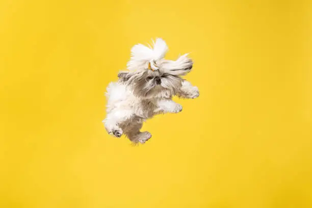 Photo of Cute shih tzu is sitting on the yellow background. Shih Tzu the Chrysanthemum Dog