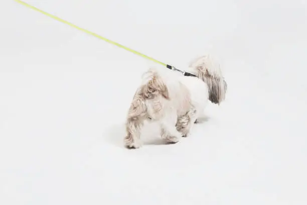 Photo of Cute shih tzu is sitting on the yellow background. Shih Tzu the Chrysanthemum Dog