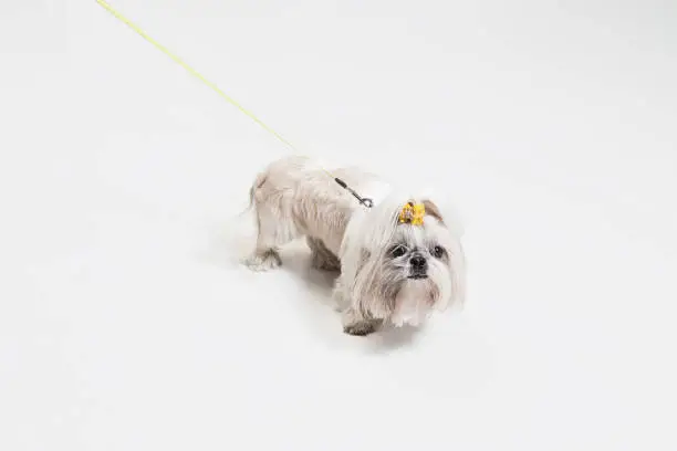 Photo of Cute shih tzu is sitting on the yellow background. Shih Tzu the Chrysanthemum Dog