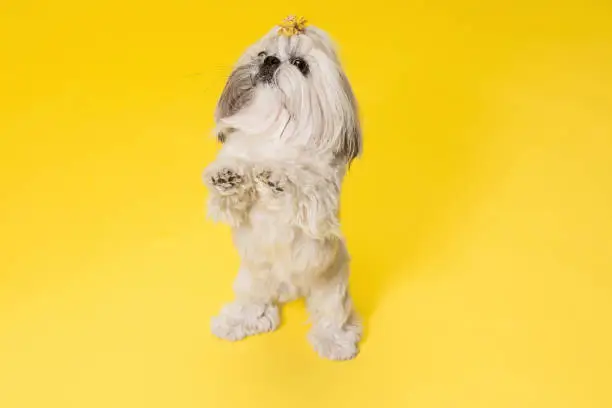 Photo of Cute shih tzu is sitting on the yellow background. Shih Tzu the Chrysanthemum Dog